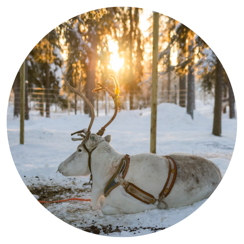 Reindeer Safari Rovaniemi Ylläs Lapland Safartica